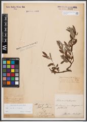 Foto von Salix aurita L. x Salix repens L.